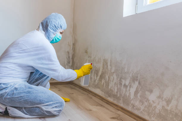 Licensed Mold Testing service in Warren, MI - WQB Mold Removal
